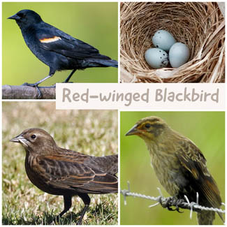 Red-winged Blackbird